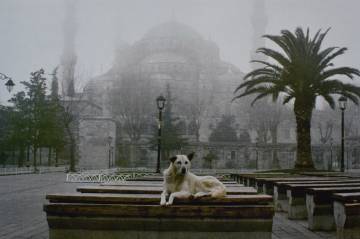 “Köpeklerin özgürlüğü bizim özgürlüğümüzün teminatıdır”