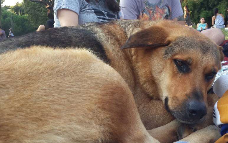 Maçka parkının tombul maskotu: Max