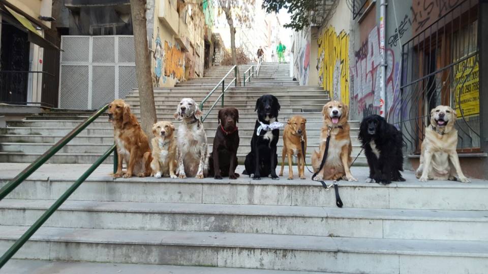 Meşgul hayvanseverlerin kurtarıcısı köpek gezdiricileri Meşgul hayvanseverlerin kurtarıcısı köpek gezdiricileri