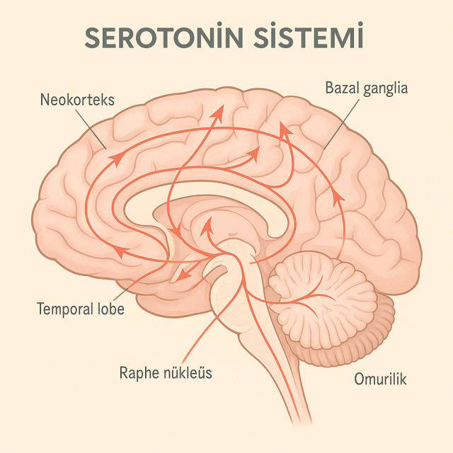 Yukarıdaki diyagramda görebileceğiniz üzere, beyindeki serotonin yolakları (raphe çekirdeklerinden yayılan ağ), sadece ruh halimizi değil; uykuyu, iştahı ve bilişsel fonksiyonları yöneten geniş bir ağdır. Işık azaldığında bu ağdaki trafik yavaşlar.