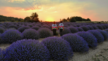 Mor Elbiseli Lavantanın Allı Turna ile Dansı; Dazkırı'yı Keşfet