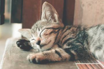 Kediler Günü’ne özel kedi rehberi  Kediler Günü’ne özel kedi rehberi