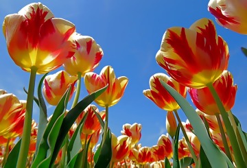 Hollanda’nın lale merkezi: Lisse Hollanda’nın lale merkezi: Lisse