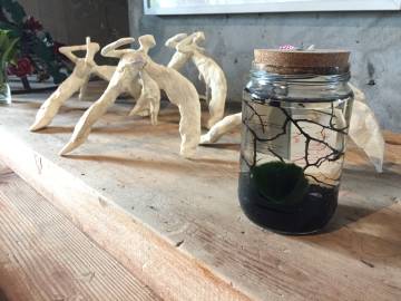 Sahibine şans getiren yosun topu: Marimo