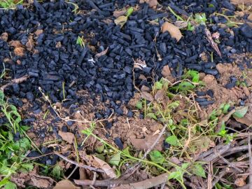  Biyokömür dünyayı kurtarabilir mi? 