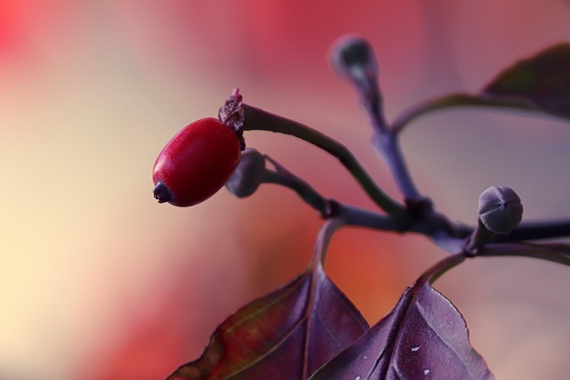 Portakaldan daha fazla C vitamini, E, K, B2 ve B17 vitaminleri içeren kızılcık; bağışıklık sisteminin en önemli destekçilerinden biri.