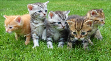 Kedi Günü’nde kedi sahiplenmeniz için çok neden var Kedi Günü’nde kedi sahiplenmeniz için çok neden var
