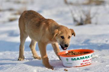 What can we do for street animals during winter?