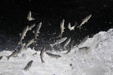 Uçan Balık İnci Kefali