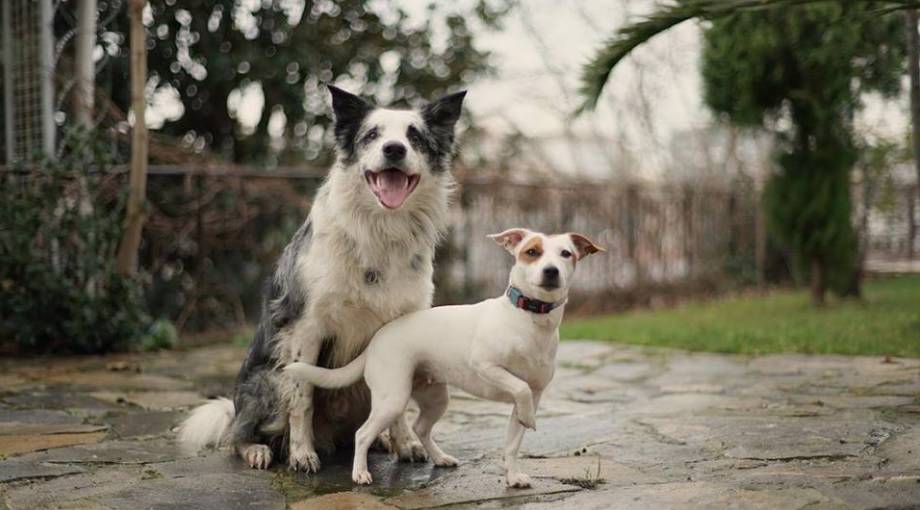 Yanlış eğitim köpeklerin sokağa düşmesine sebep oluyor Yanlış eğitim köpeklerin sokağa düşmesine sebep oluyor