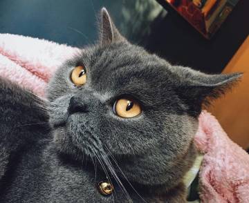 Your cat can be more intelligent than you guess!