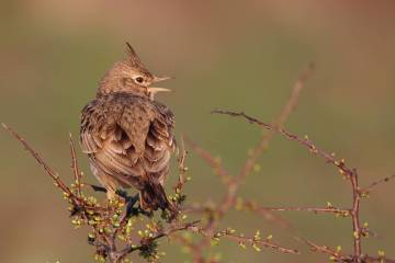 Amazing Bird Photos Captured by Kenan Talas