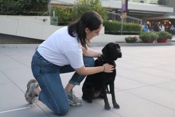 Rehber köpekler, görme engellilere umut ışığı oluyor