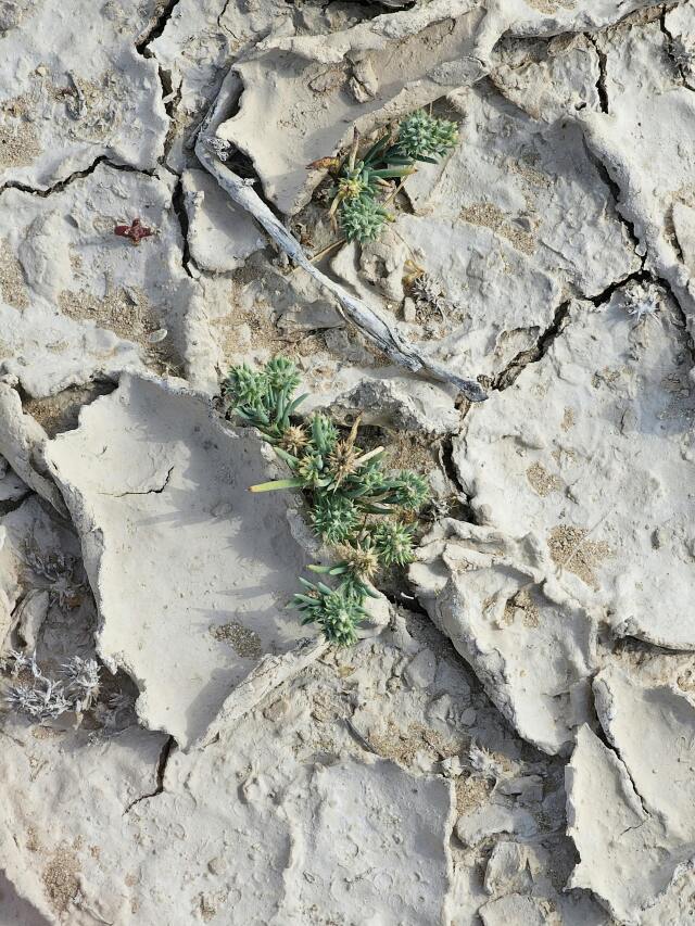 Haritada kimi topraklar bereketle, kimileri açlıkla anılıyor, sınanıyor. Eşitlik, sadece toprakta değil, sofrada da yeşermeli. Haritada kimi topraklar bereketle, kimileri açlıkla anılıyor, sınanıyor. Eşitlik, sadece toprakta değil, sofrada da yeşermeli.