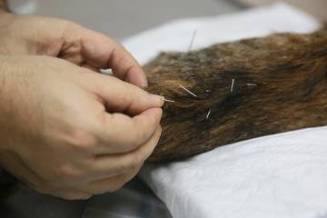 Hayvanlarda akupunktur mucizesi