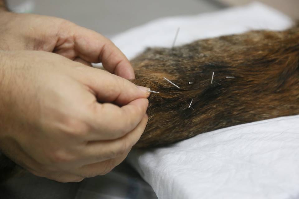 Hayvanlarda akupunktur mucizesi