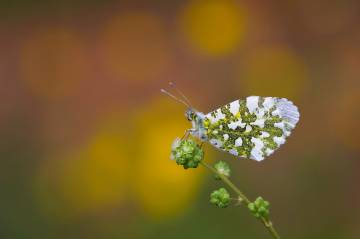 Kenan Talas'ın arşivinden muhteşem kelebek fotoğrafları...