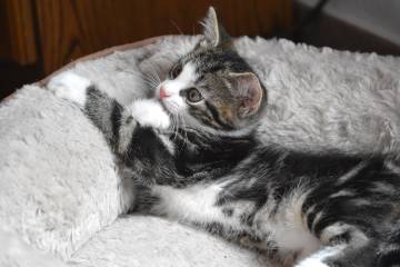 Kedinizi yeni evinize alıştırmanın püf noktaları