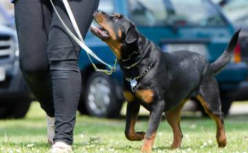 “Sen ne isen köpeğin de odur” “Sen ne isen köpeğin de odur”