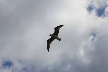 Dolu felaketinde yaralanan martılar doğaya salındı