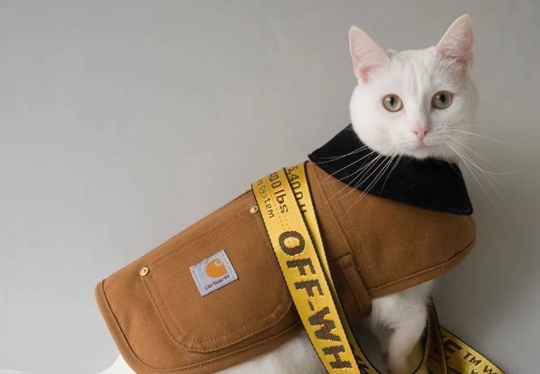 Modada semPATİ yaratan bir fenomen: Zappa  Modada semPATİ yaratan bir fenomen: Zappa