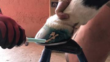 Nalbantlıkta usta olabilmek için üç ülkede eğitim aldı