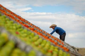 Sun- Dried Pepper Photos by Murat Bakmaz