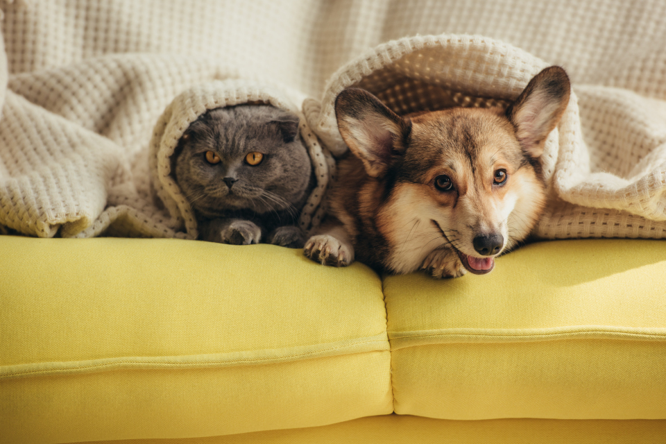 Bu yiyeceklere dikkat: Kedi ve köpeklerin yememesi gereken besinler Bu yiyeceklere dikkat: Kedi ve köpeklerin yememesi gereken besinler